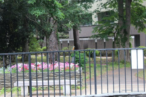 キャンパスで見かけた謎の鳥